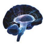 Electrical amygdala kindling model