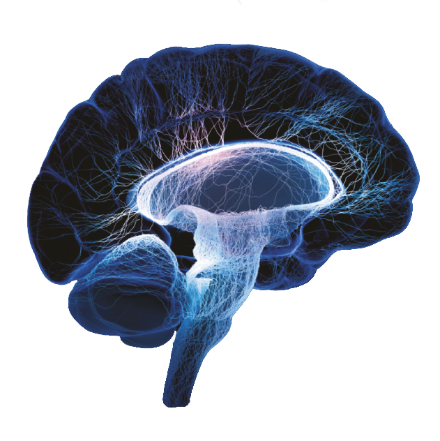 Central Nervous System