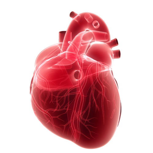 QT interval prolongation and cardiac risk assessment for novel drugs
