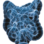 gastro-intestinal system