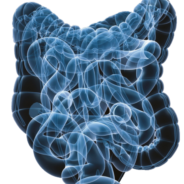 gastro-intestinal system