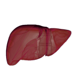 Liver and hepatic system