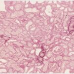 Porsolt Histology Services